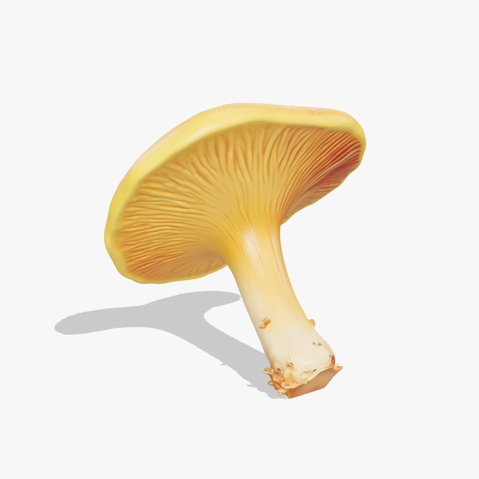 Pine Chanterelle Mushroom 3D Model Pack